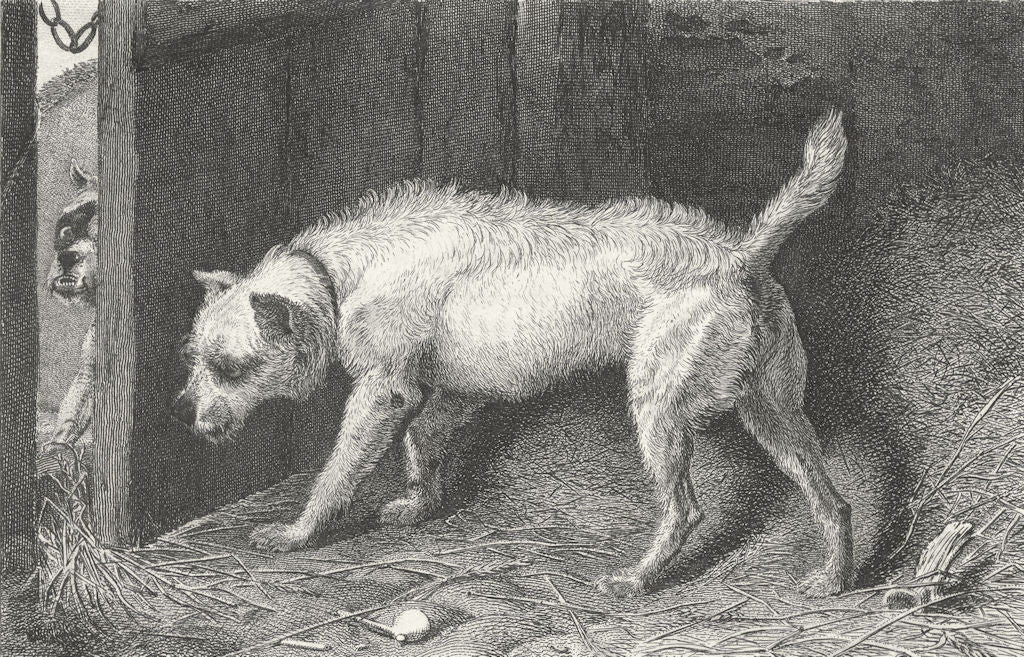 DOGS. Brutus-Landseer 1824 old antique vintage print picture
